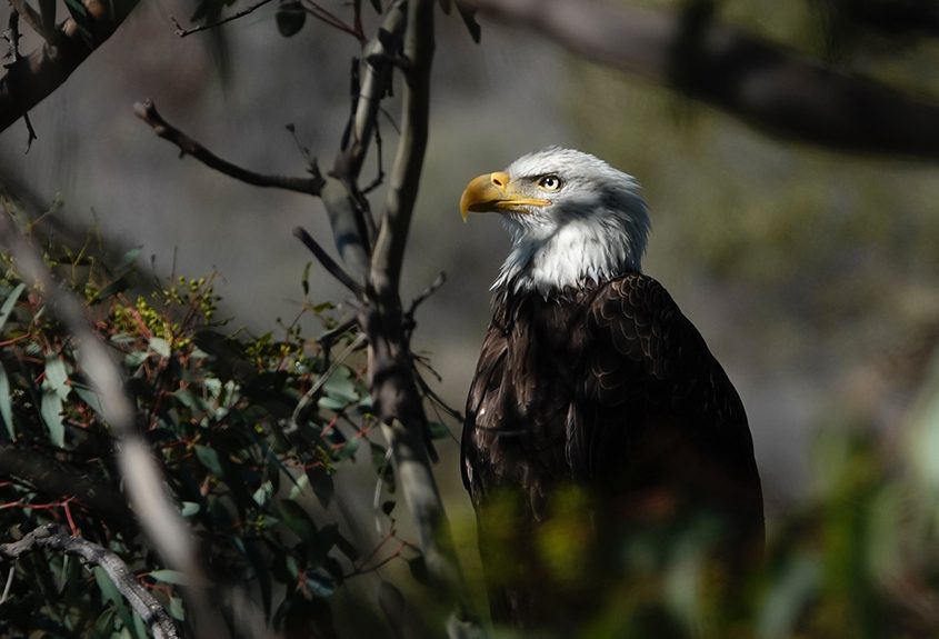 Second Place: Charles Ham, "Bald Eagle." Photo: Helix Water District 2023 Lake Jennings