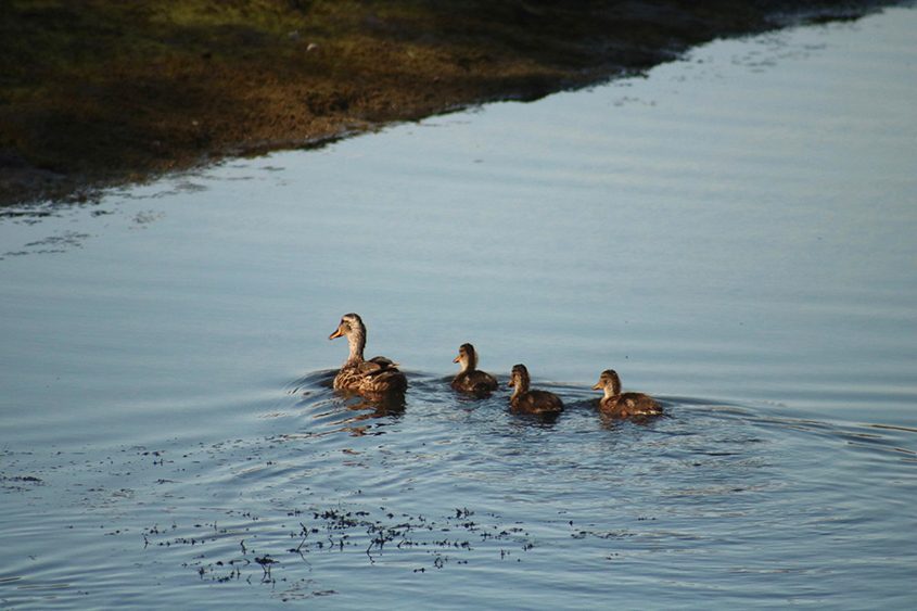 Second Place: Chaylee Gregory, "Duck Duck No Goose." Photo: Helix Water District