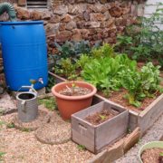 Rain barrels can capture rainfall for irrigation in your garden. Photo: National Audubon Society rain barrel rebates