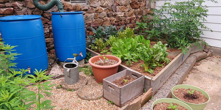 Rain barrels can capture rainfall for irrigation in your garden. Photo: National Audubon Society rain barrel rebates