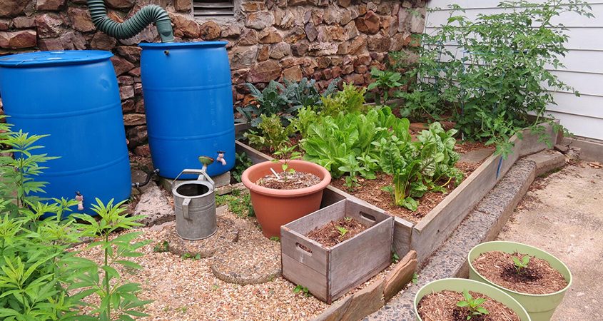 Rain barrels can capture rainfall for irrigation in your garden. Photo: National Audubon Society rain barrel rebates