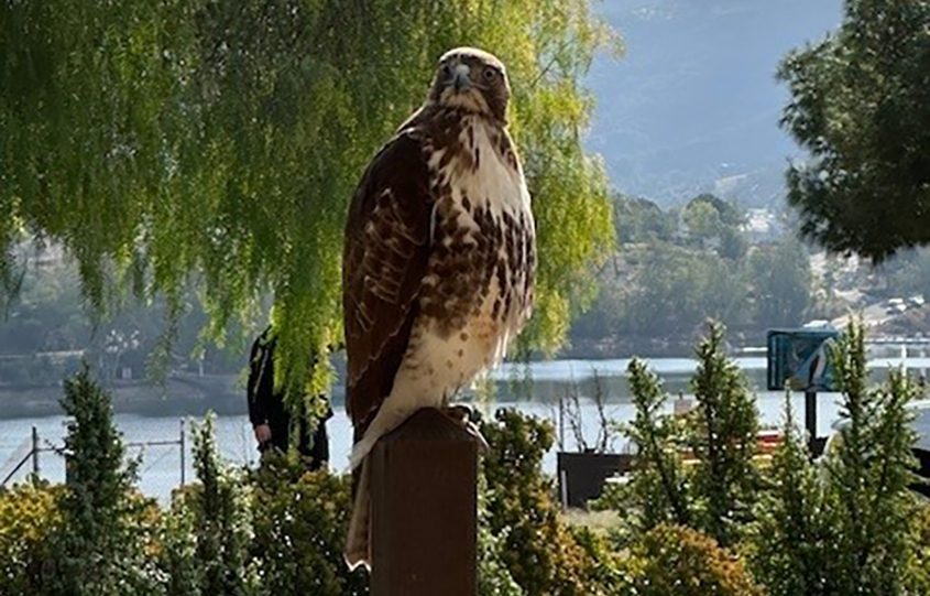 Lake Jennings is a popular destination for birding and viewing wildlife, like this red-tailed hawk. Photo: Lake Jennings