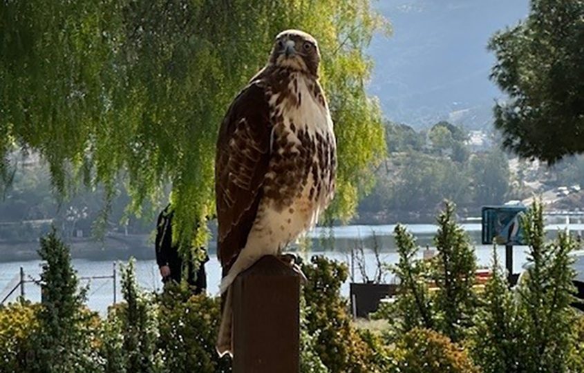 Lake Jennings is a popular destination for birding and viewing wildlife, like this red-tailed hawk. Photo: Lake Jennings