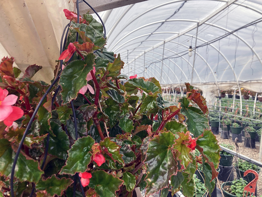 The FlorAbunda Nursery in Elfin Forest is a wholesale grower of potted hydrangea, poinsettia, succulents, house plants and other flowering plants, using high-efficiency drop irrigation. Photo: San Diego County Water Authority water management
