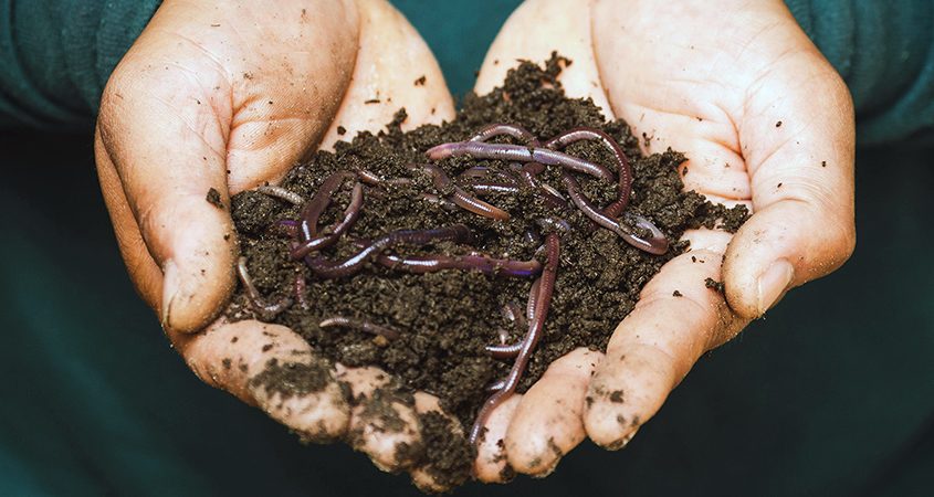 Vermiculture and vermicomposting using earthworms to help you turn kitchen scraps into compost has multiple environmental benefits including the prevention of stormwater runoff. Photo: Sippakorn Yamkasikorn/PixabayCC