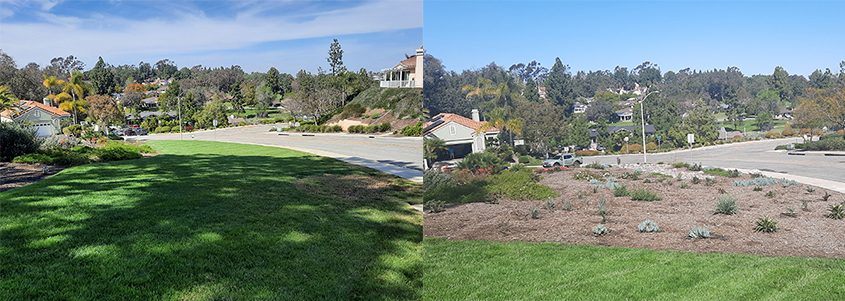 Grass can still be a useful part of a low-water use landscape. Photo: Vallecitos Water District savings