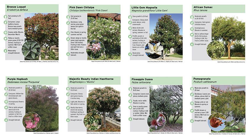 San Diego Gas & Electric offers a tree planting guide through its rebate program. Photo: SDGE arbor day