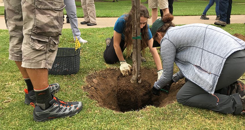 Volunteers are needed for an Arbor Day event to help plant trees at Memorial Community Park. Photo: City of San Diego