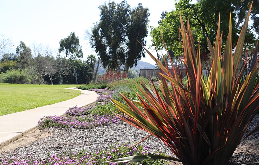 The project has been so successful that the HOA plans to replace additional turf, eventually removing a total 100,000 square feet of grass for a potential water savings of 4 million gallons annually. Phoro: MSE Landscape