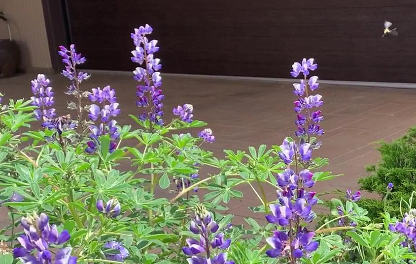 Native plants support native wildlife including vital pollinators. Photo: Lisa Urabe, Vallecitos Water District