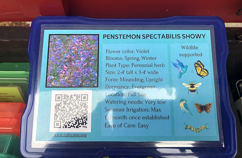 All seeds in the Native Plant Seed Library are from plant species native to San Diego County. Photo: Chris Robbins, Vallecitos Water District
