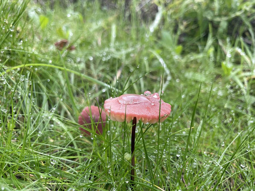 “Mushroom :)” by Adrian Flores - Winner, Plants Category. Photo: Olivenhain Municipal Water District