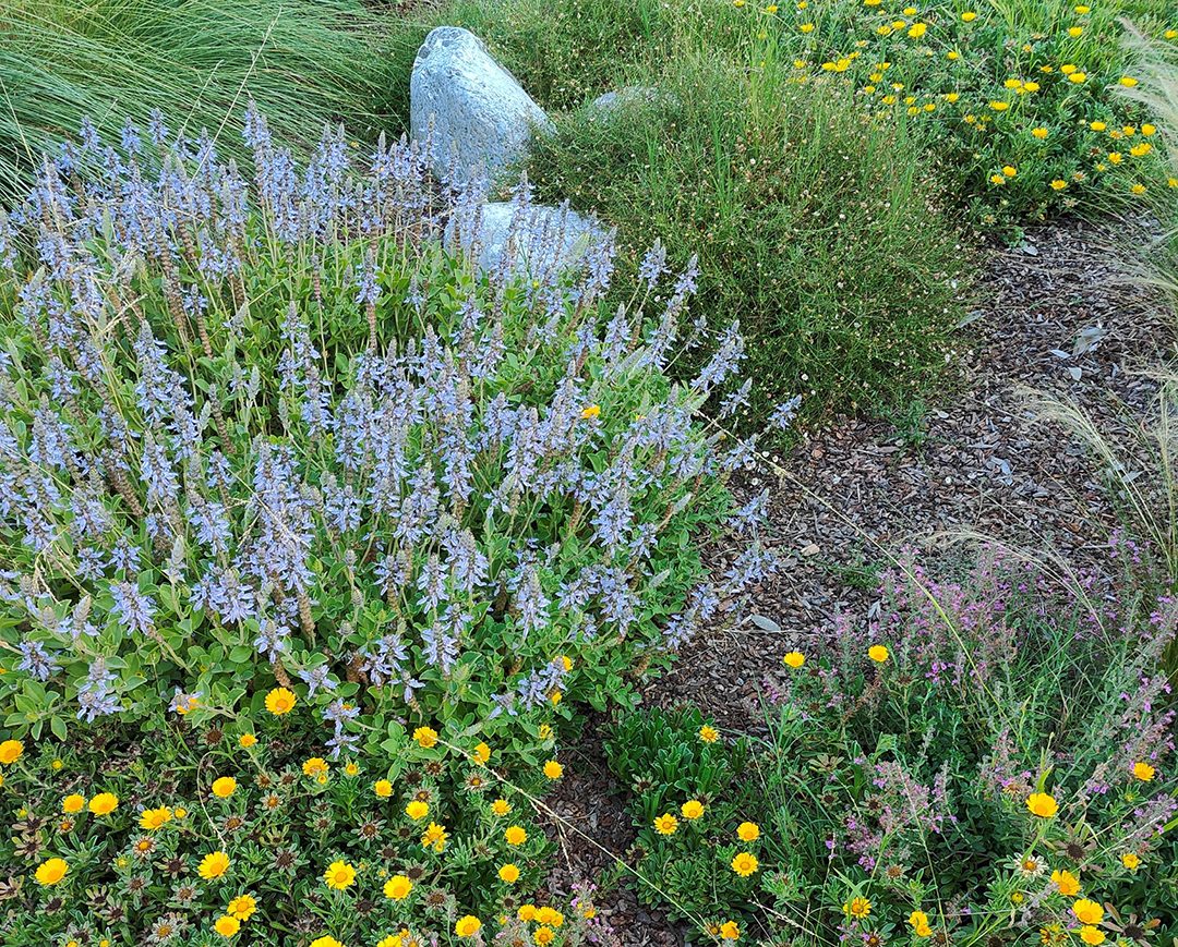 The plant mix compliments the home design and color scheme. Photo: Helix Water District 2024