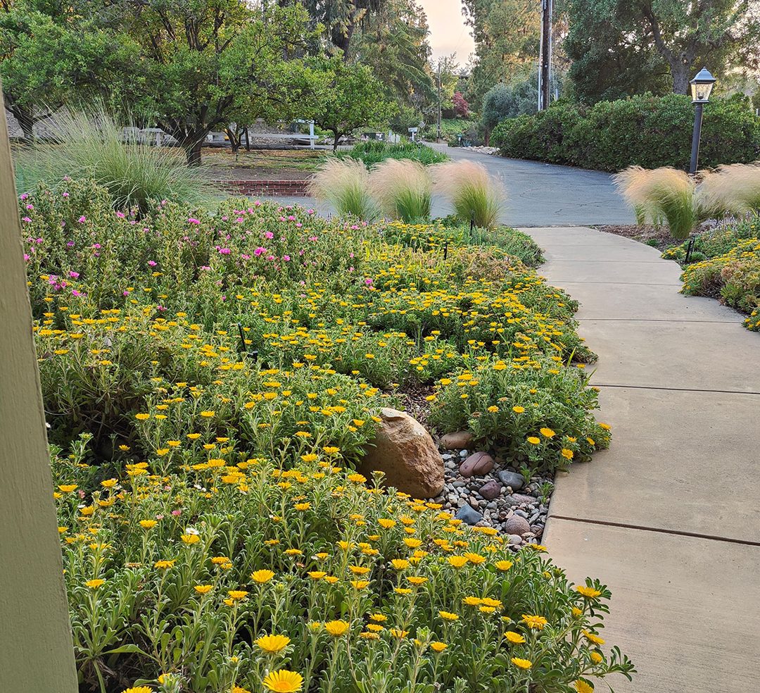 The design includes drifts and groupings of color. Photo: Helix Water District 2024