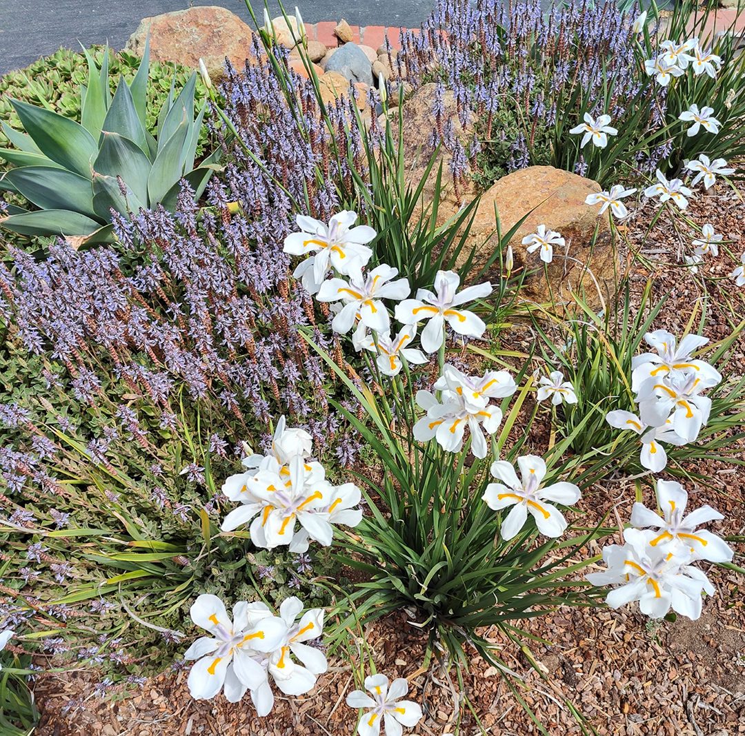 The Binottis say the waterwise landscape was a logical choice for them and 'a wonderful source of joy.' Photo: Helix Water District