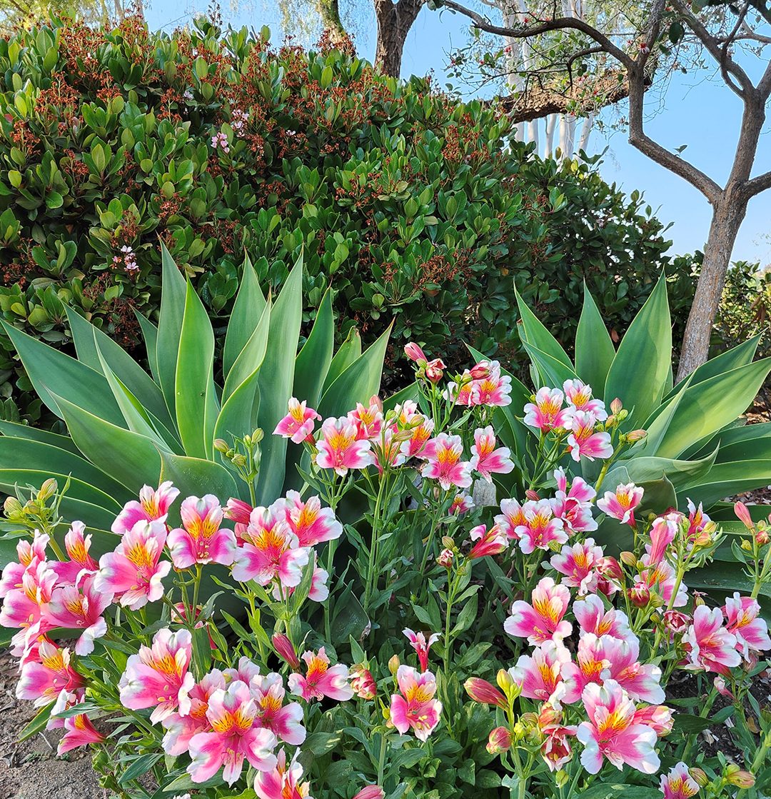 Bursts of floral color highlight the landscaping. Photo: Helix Water District
