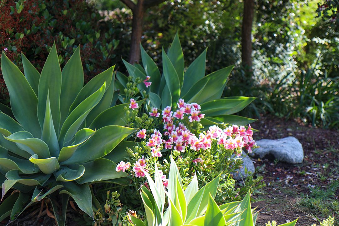 San Diego County residents can continue to use water wisely including in their low water use landscaping. Photo: Helix Water District