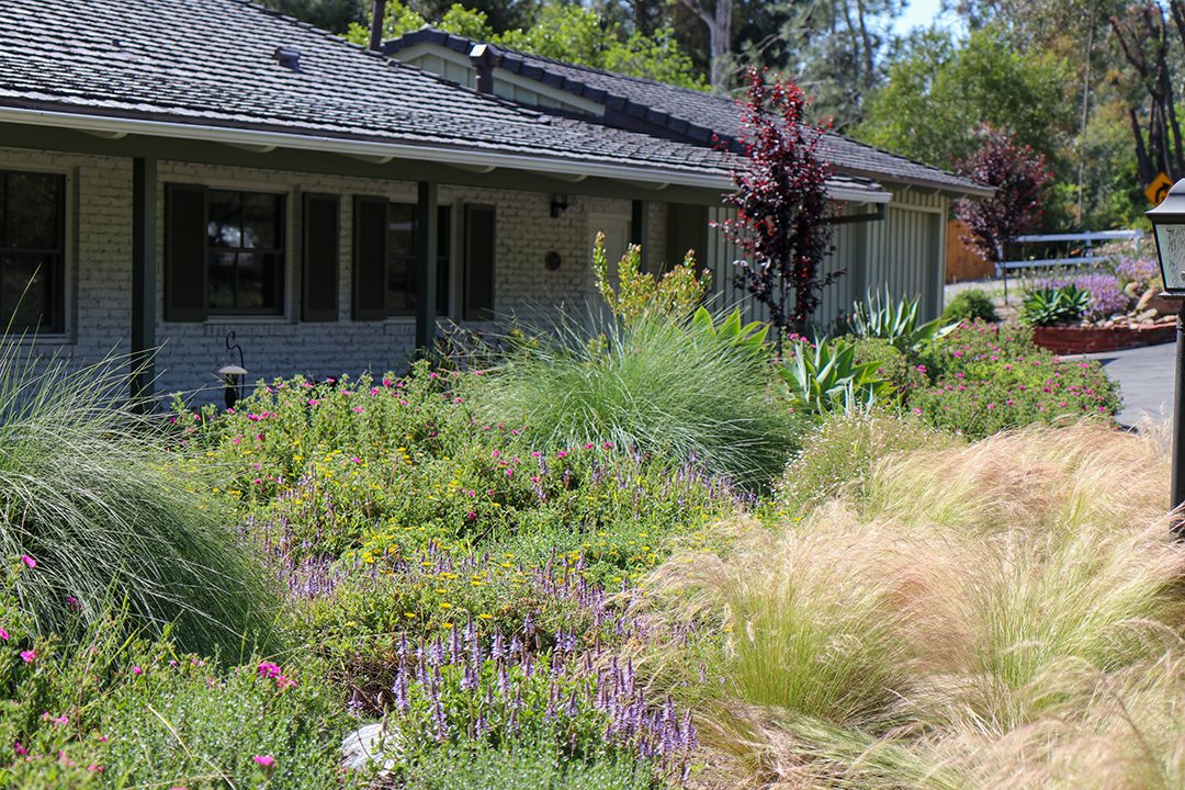 After years of work, the Binottis have created a lush waterwise landscape and a vibrant ecosystem. Photo: Helix Water District 2024