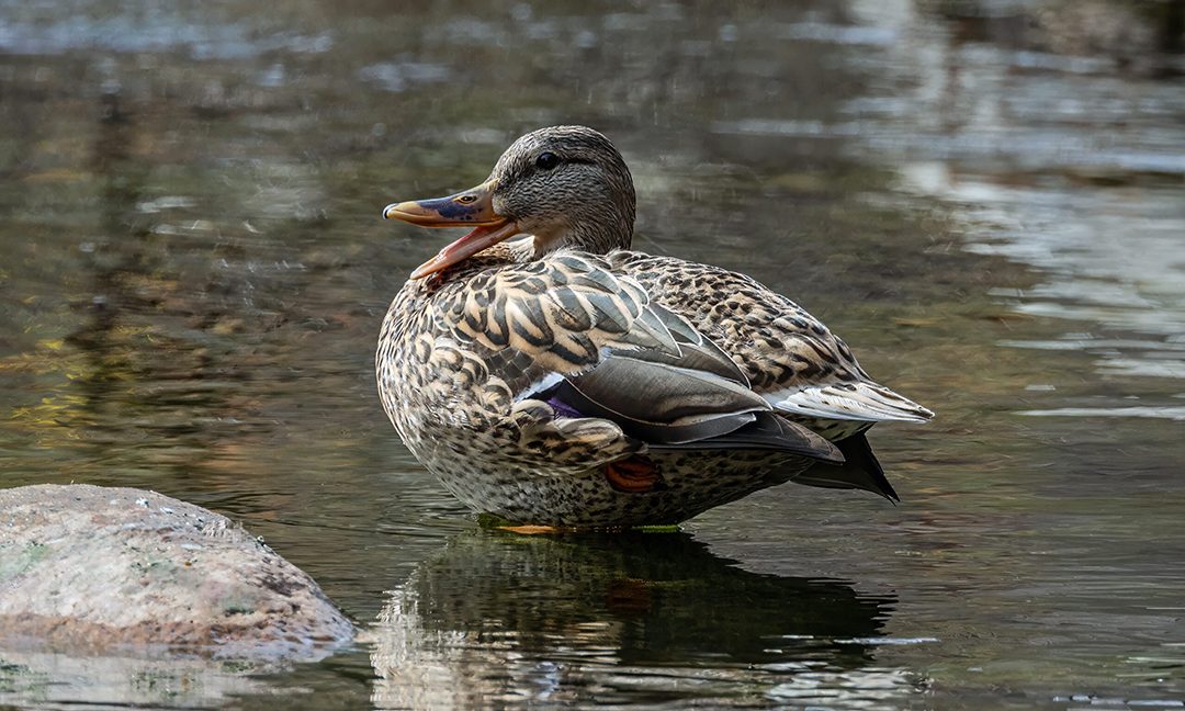 “Quack” by Keith Kelley - Winner, Animals Category. Photo: Olivenhain Municipal Water District