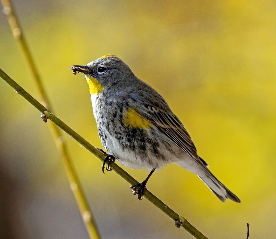 “Warbler with Bee” by Keith Kelley - Best in Show Category. Photo: Olivenhain Municipal Water District