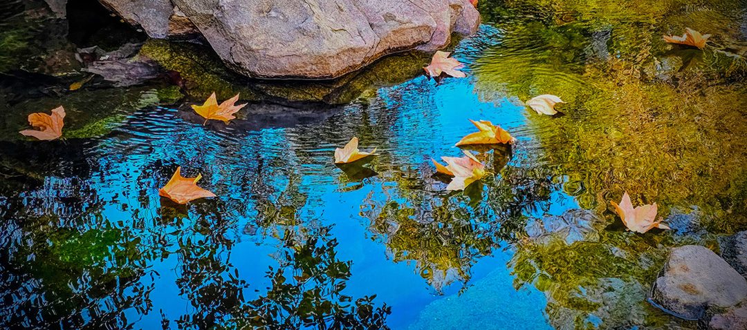 “Leaf Race” by Keith Kelley - Water Scenery Category. Photo: Olivenhain Municipal Water District