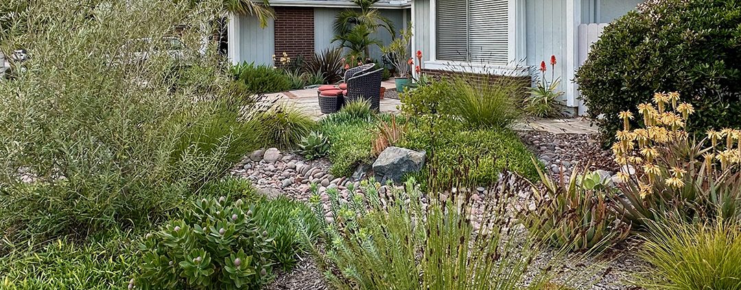 Homeowner Rick Whitney's landscape makeover was named the 2024 Landscape Contest winner by the Olivenhain Municipal Water District. Photo: Olivenhain Municipal Water District