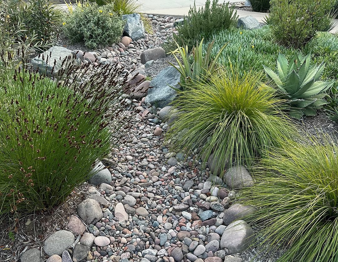 A closer look at the dry riverbed and plant selection. Photo: Olivenhain Municipal Water District