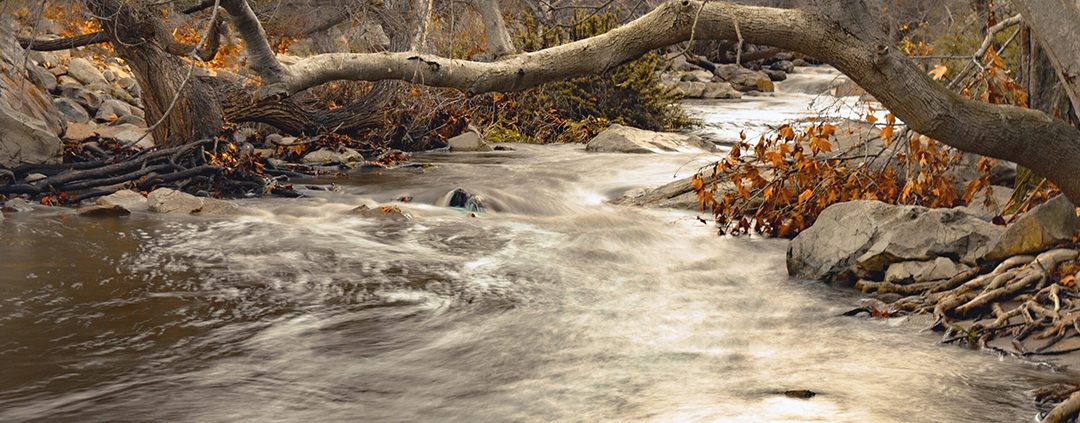 “Serenity by the Creek” by Sylvia Gaffney - Winner, People's Choice Category, 2024 Elfin Forest Recreational Reserve Photo Contest. Photo: Olivenhain Municipal Water District