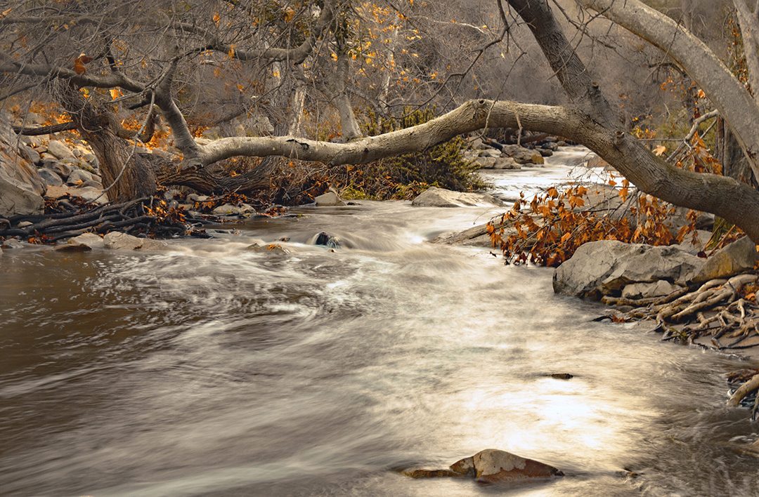 “Serenity by the Creek” by Sylvia Gaffney - Winner, People's Choice Category. Photo: Olivenhain Municipal Water District