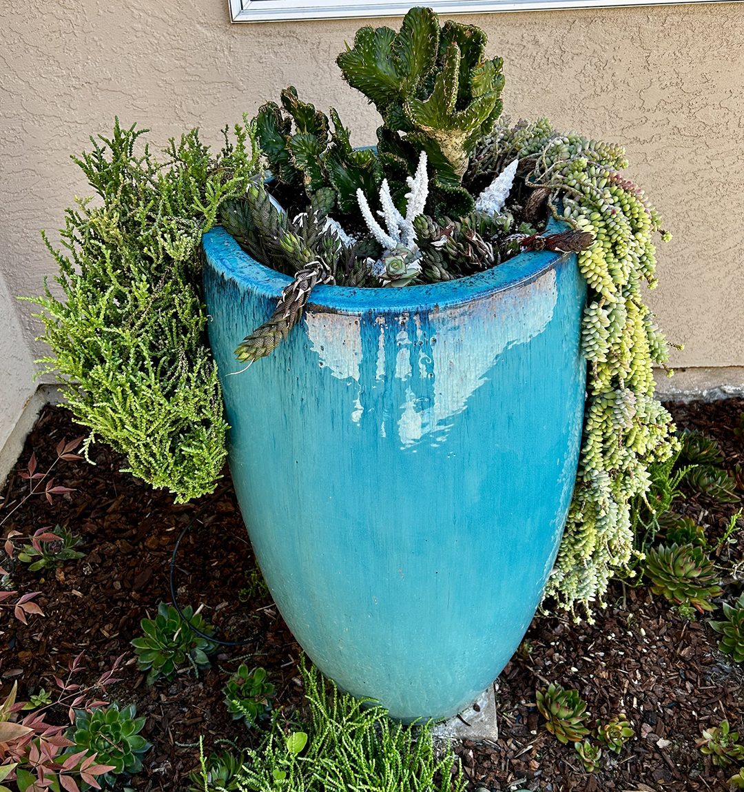 Seashells were added to compliment the plants in an underwater life theme. Photo: City of Escondido