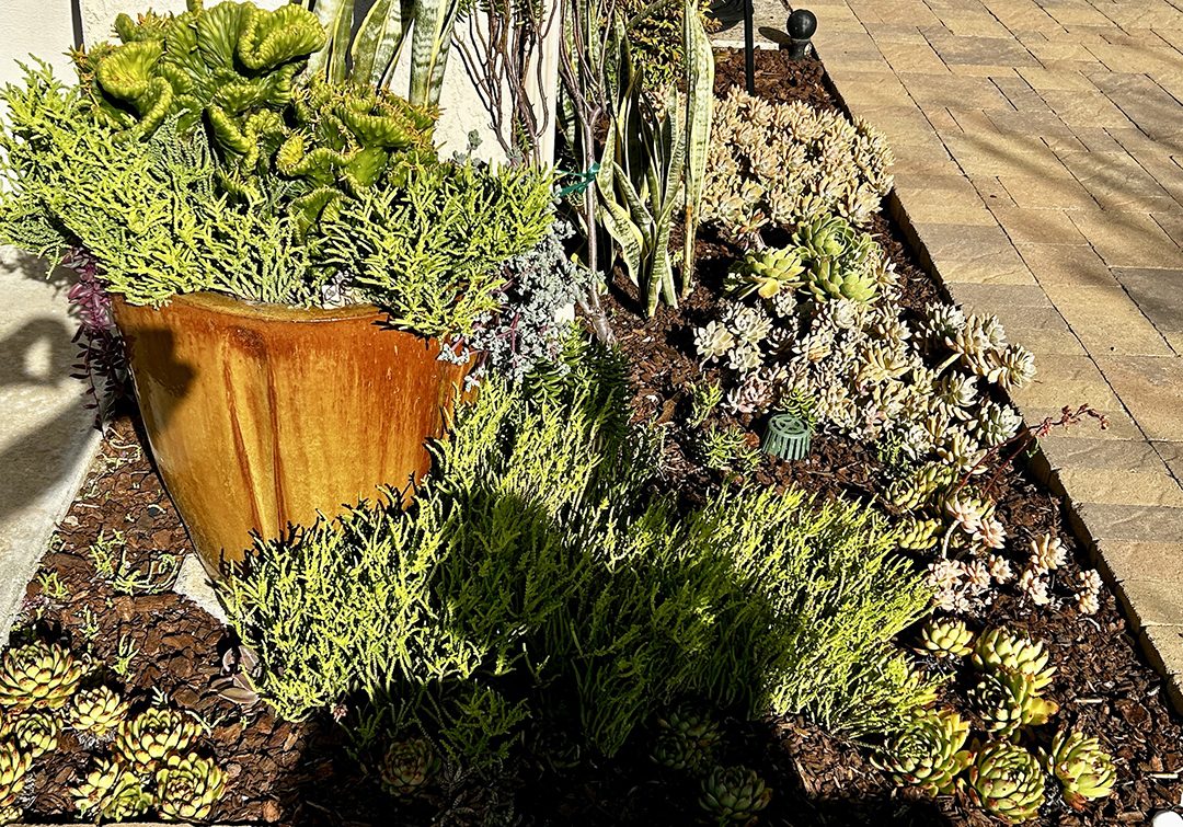 The new landscaping requires very little irrigation, and none during rainy months. Photo: City of Escondido