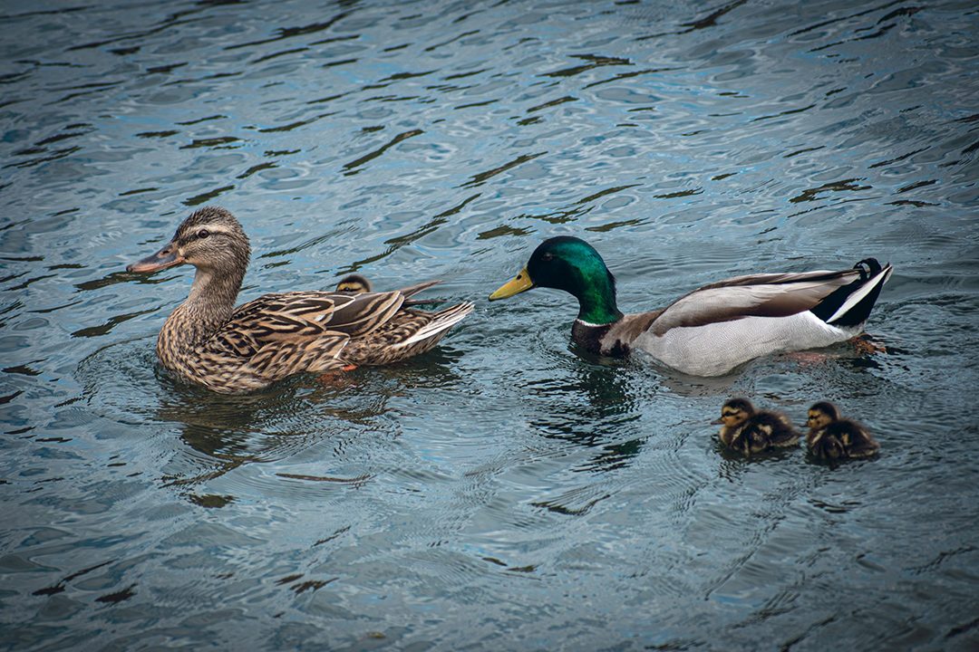 "Tranquil Family of Ducks," Aaron D' Souza photo contest