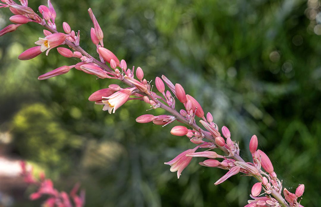 Low water use plants add color throughout the landscaping. Photo: Otay Water District