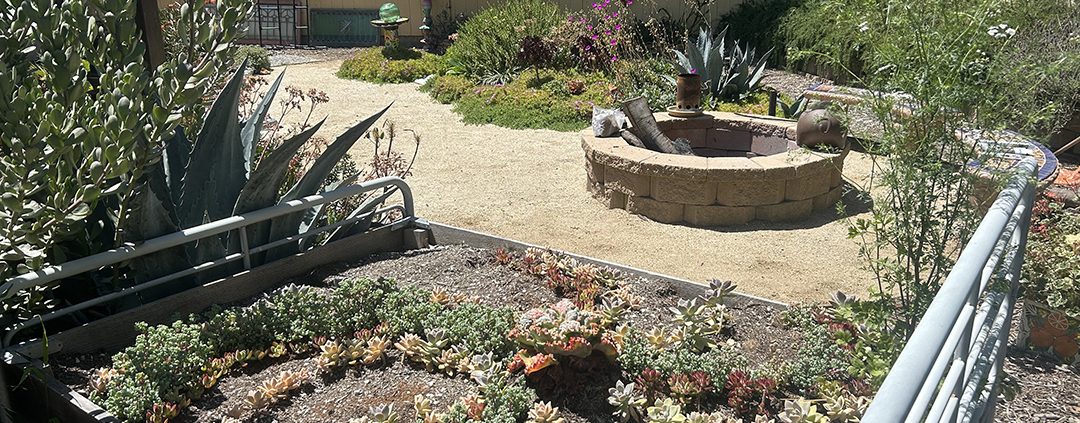 The McCarters' backyard landscaping after its low-water-use makeover. Photo: Vista Irrigation District landscape design