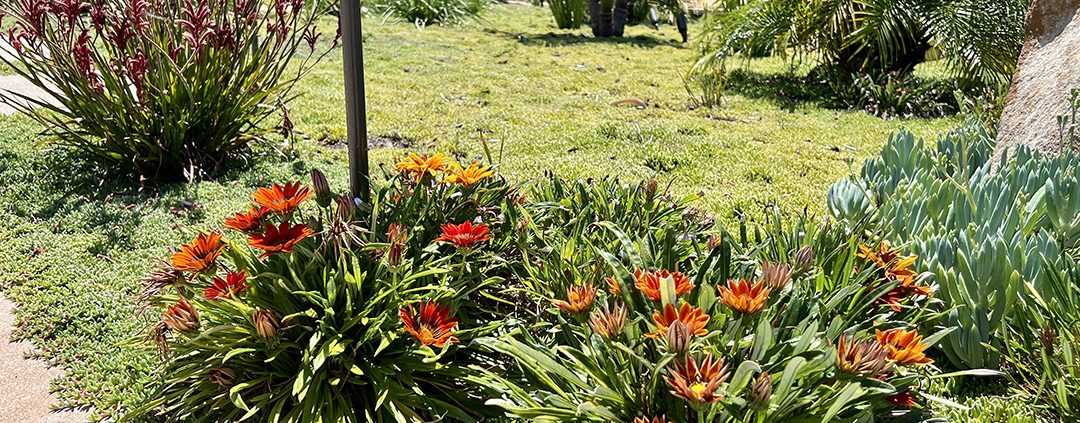 Jason and Taylor McAllister turned a tired Santee yard into a tropical landscape visited by pollinators and other wildlife. Photo: Padre Dam Municipal Water District