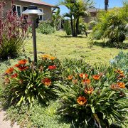 Jason and Taylor McAllister turned a tired Santee yard into a tropical landscape visited by pollinators and other wildlife. Photo: Padre Dam Municipal Water District