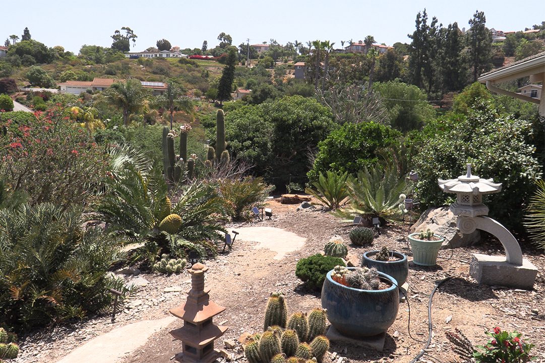John Allen's yard features a wide array of low water use plants in its diverse design, including cycads, cacti, and aloes. Photo: Vallecitos Water District