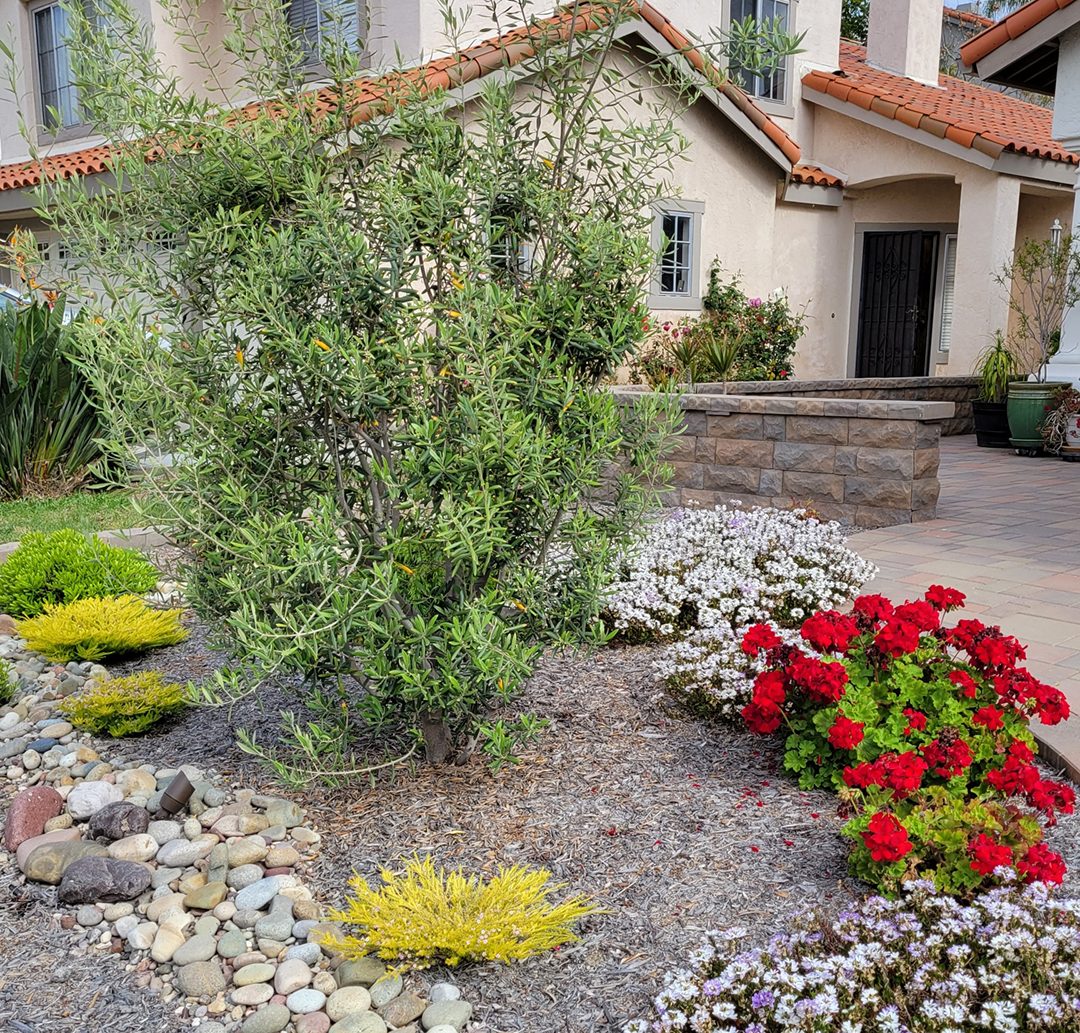 Low-water plants, improved irrigation technologies, and WaterSmart classes reduce energy use, protect natural resources, and create beautiful outdoor living spaces. Photo: Vista Irrigation District