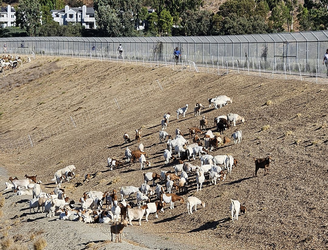 Under human supervision, several dozen goats can efficiently and safely clear an acre of brush per day. Photo: City of San Diego