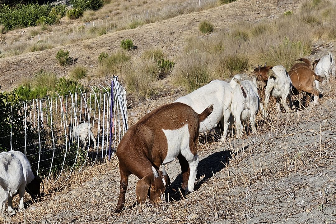 Goats may be used at additional locations among the City of San Diego's nine reservoirs. Photo: City of San Diego