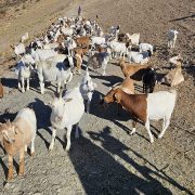 Hungry goats are used to help clear brush and maintain wildfire safety at the Miramar Reservoir. Photo: City of San Diego