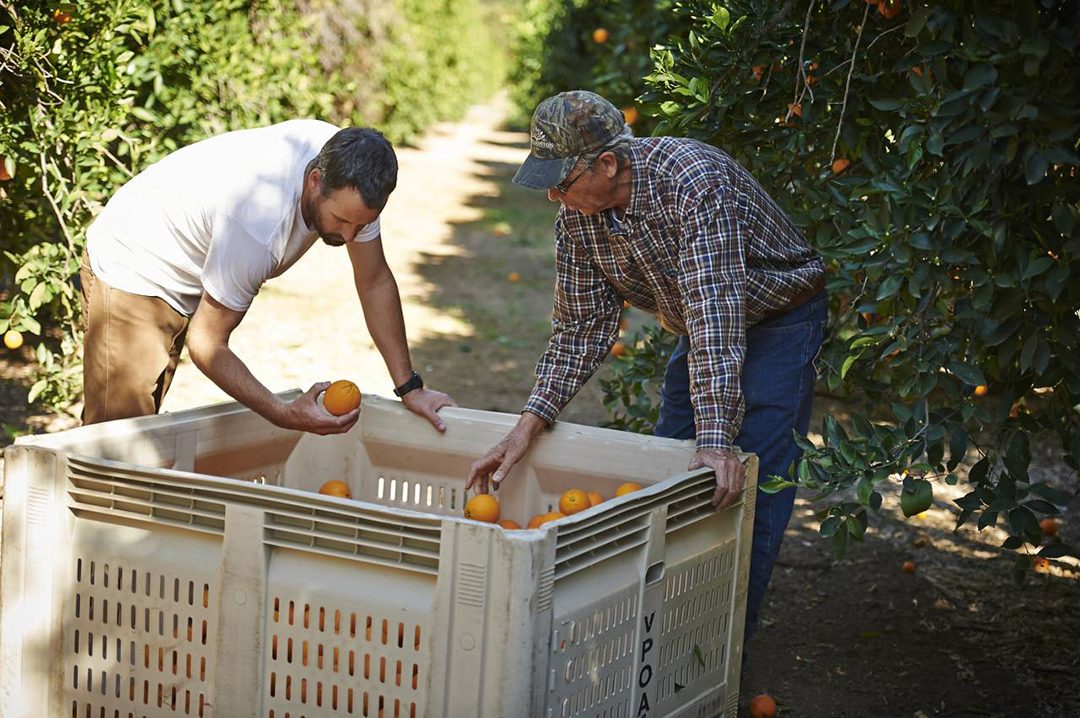 Andy and Warren Lyall operate Rancho Monte Vista along with Andy's brother, Tim Lyall. Photo: Courtesy Cultivate California Farmer of the Year