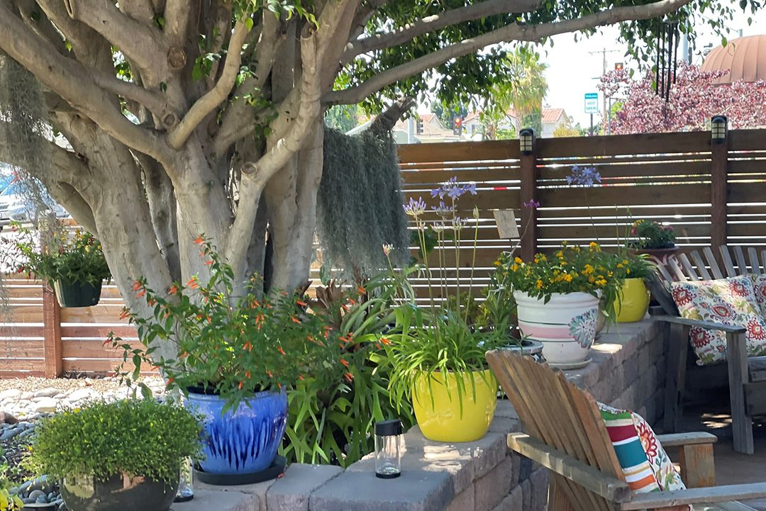 Colorful containers and plant choices highlight the new front yard. Photo: Sweetwater Authority