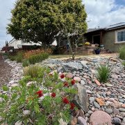 The Cervantes family landscape makeover replaced grass with a beautiful native habitat. Photo: Sweetwater Authority