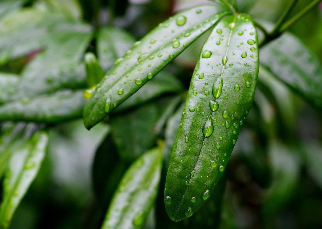 Using rain barrels and other rainwater diversion tools helps keep runoff pollutants out of stormwater systems and the environment. Photo: Pixabay/CC