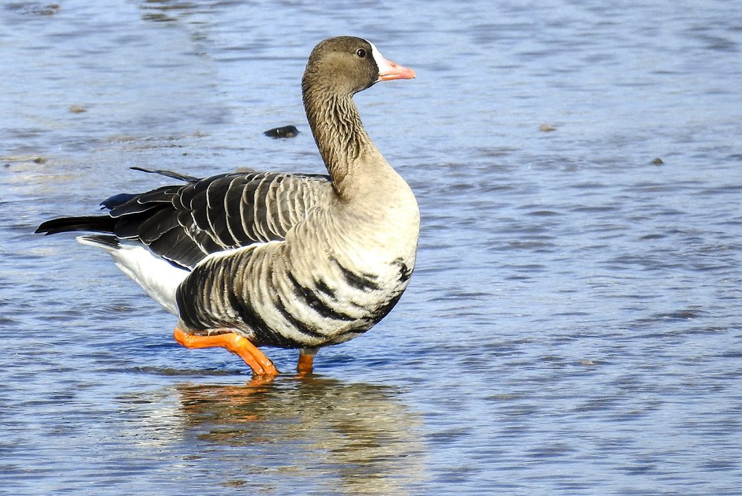 Look for the greater white-fronted goose at Sweetwater Reservoir You may remember a greater white-fronted goose that landed on the field during a San Diego Padres playoff game in 2023. These birds breed in Alaska and Canada before making their way south toward Mexico for the winter. Photo: Kathy Buscher