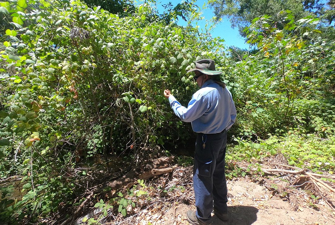 Russ Kubota helps maintain the vegetation and habitat throughout the Vallecitos Water District, including easements and ensures accessibility to key facilities, including pipelines, tanks, and reservoirs. Photo: Vallecitos Water District landscape maintenance