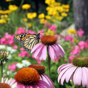 The Water Authority created updated Nifty 50 and Happy 100 plant lists to help homeowners and builders select plants for their projects. Photo: Water Authority plant list