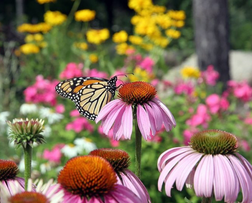 The Water Authority created updated Nifty 50 and Happy 100 plant lists to help homeowners and builders select plants for their projects. Photo: Water Authority plant list