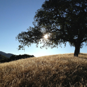 National Arbor Day on Friday, April 25, reminds us of the many benefits that trees have to offer. Photo: Pixabay/Creative Commons